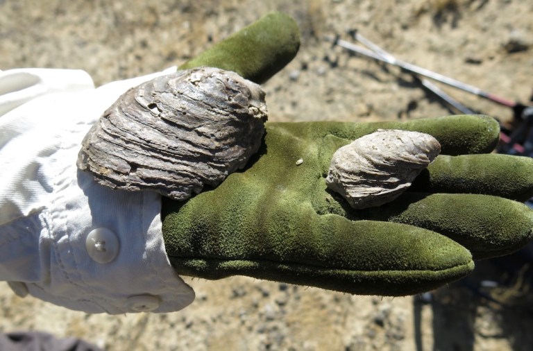 oyster fossils