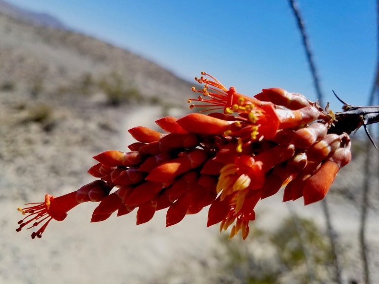 ocotillo