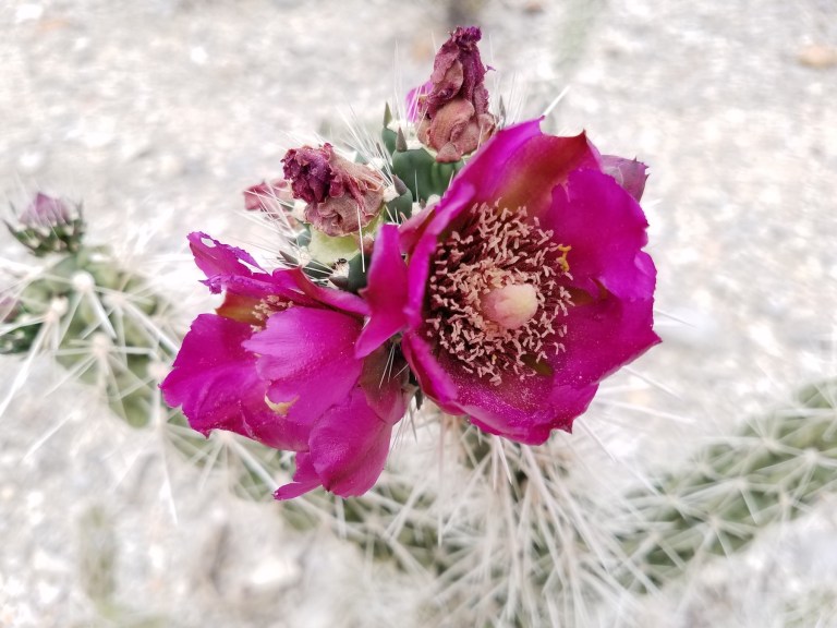purple cactus