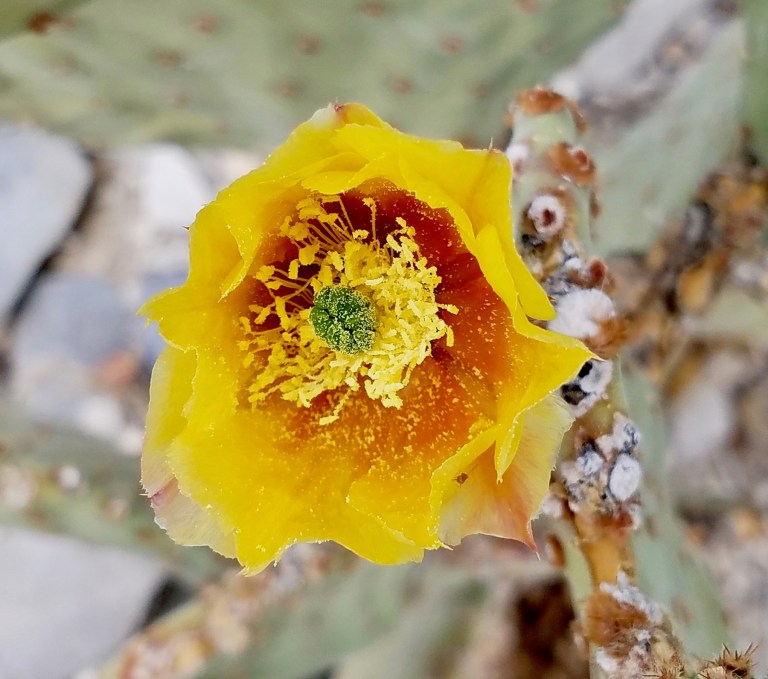 yellow cactus