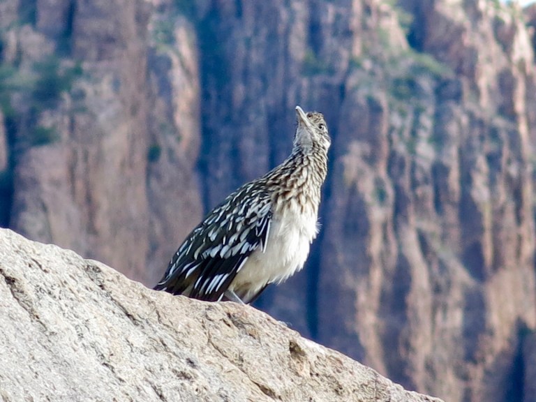 roadrunner